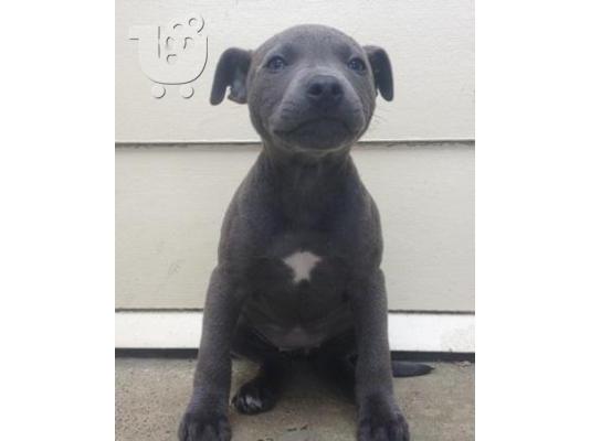 Eτοιμοπαράδοτο American Staff Blue